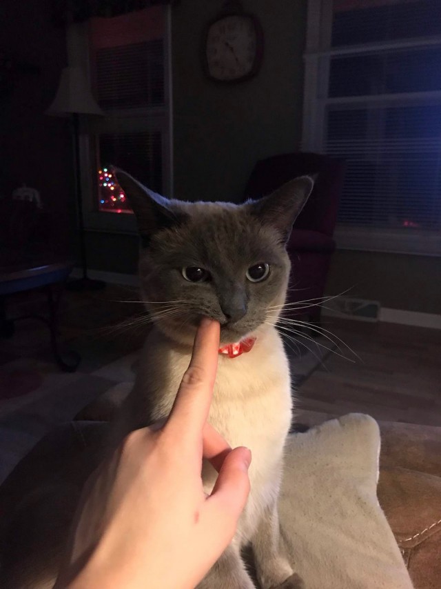 Прикольных котов пост