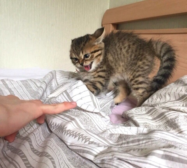 Прикольных котов пост