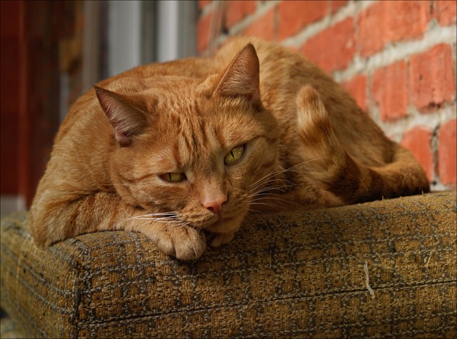 Котовторник 24.04.2012