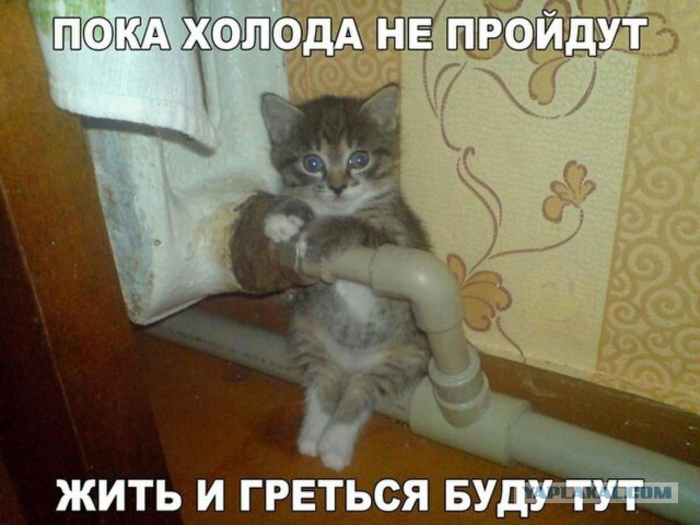 Прикольных котов пост