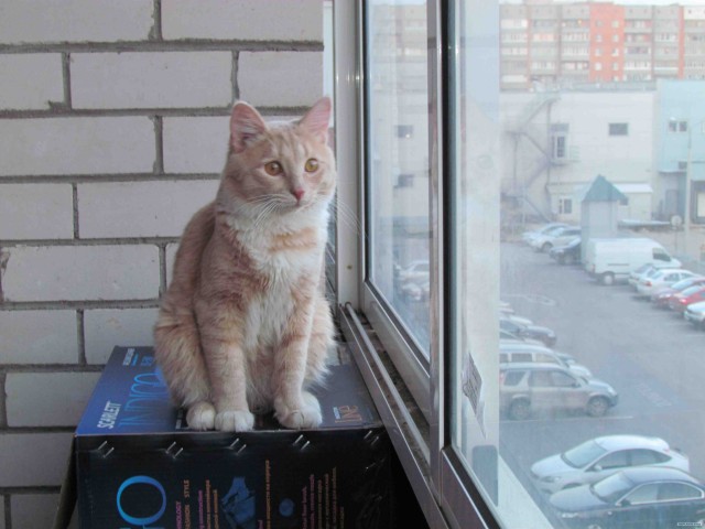Котовторник (15.05.2012)