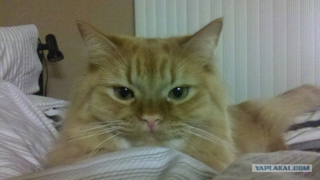 Котовторник  17.07.2012