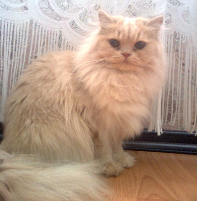 Котонянька и котовторник