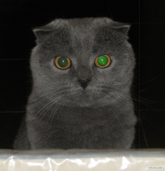 Котовторник ( 23.10. 2012. )