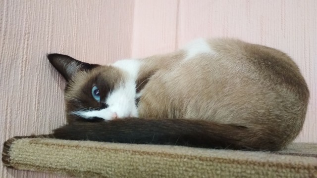 Котовторник 30.04.2019.