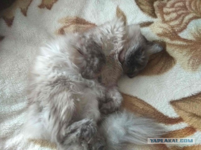 Почему жену надо брать из другого города