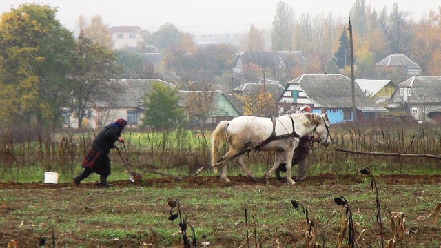 РФ начала поставлять пшеницу в Саудовскую Аравию