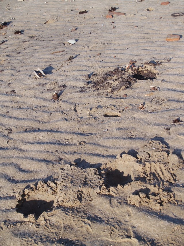 Прогулка по дну Обского водохранилища