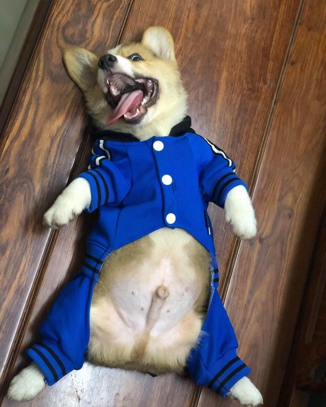 Забавные животные