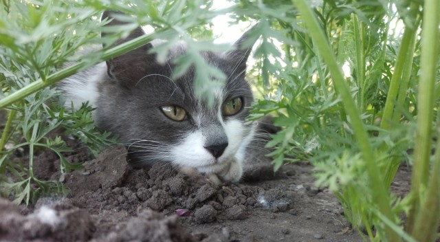 Котовторник