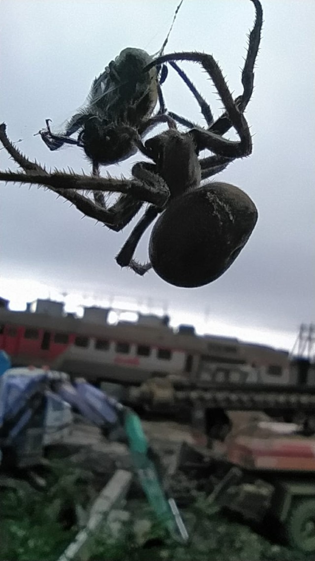 Кормим олежика