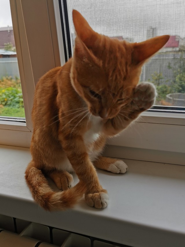 Котовторник?! Коты во вторник!