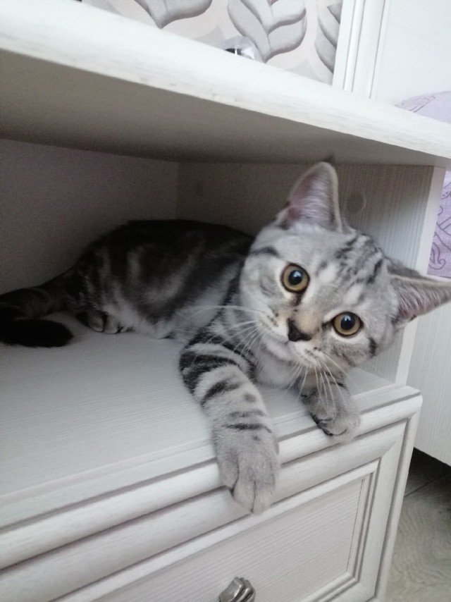 Эти забавные животные