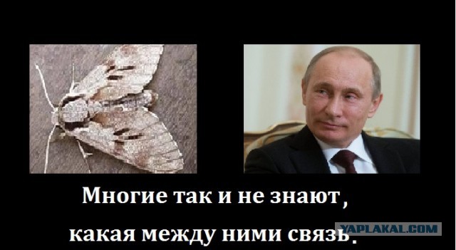 Путин — о противниках России: "Как бы не простудиться на ваших похоронах"