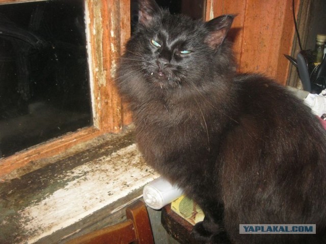 Жизнь домашнего приюта для котеек 313