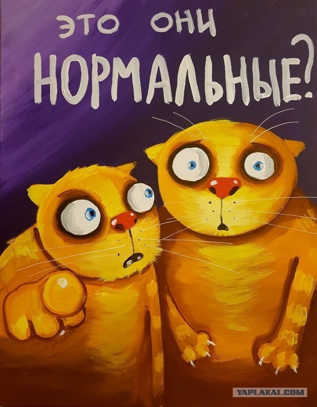 Ястреб поймал котейку