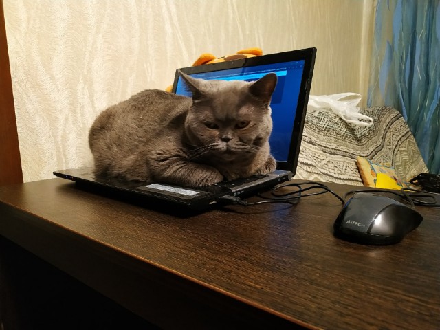 Моя красотка