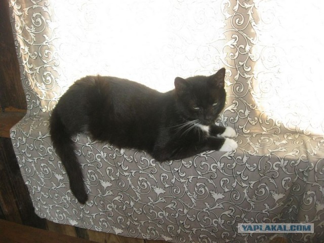 Жизнь домашнего приюта для котеек 348
