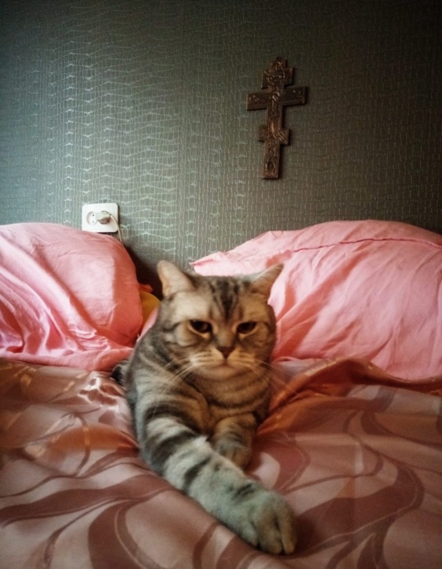 Хоба! Котовторник!