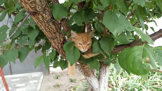 Погнали! С котовторником, други!