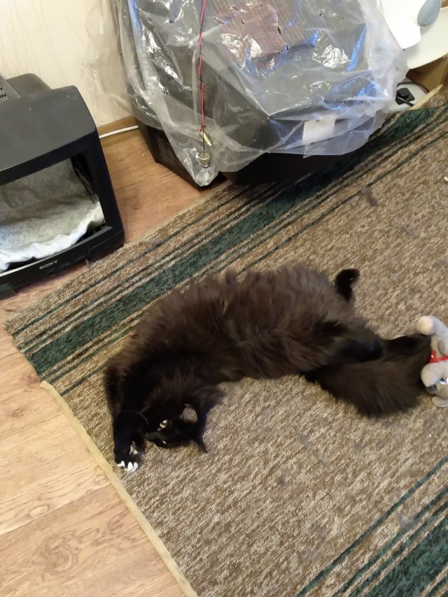 МИРУ - МИР ! Котикам - котовторник !