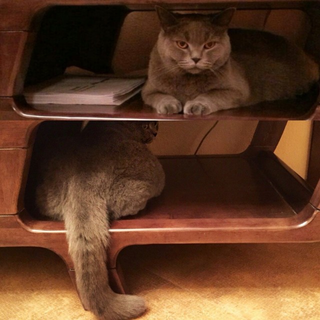Котовторнику посвящается
