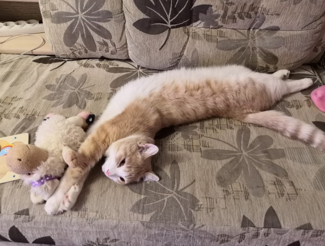 Кот и пылесос