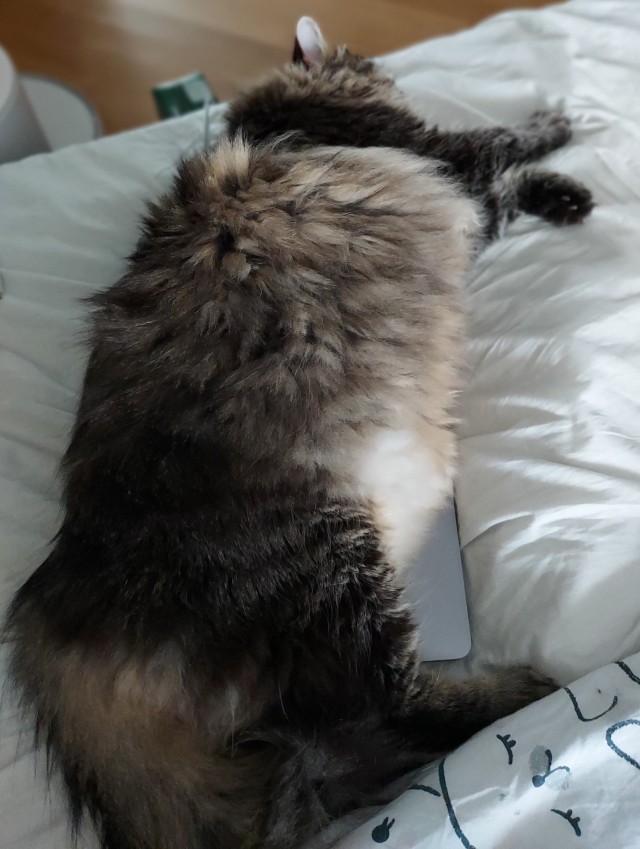Котовторник