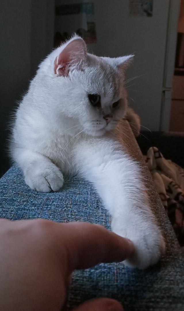 С праздником и котофторником!