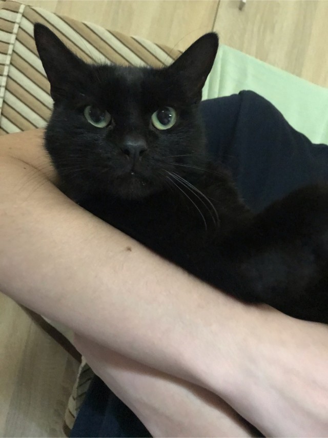 Котовторник! Пара фоток суровых котов.