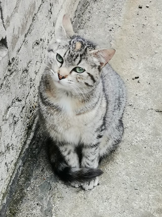 Начну котовторник чуть раньше!