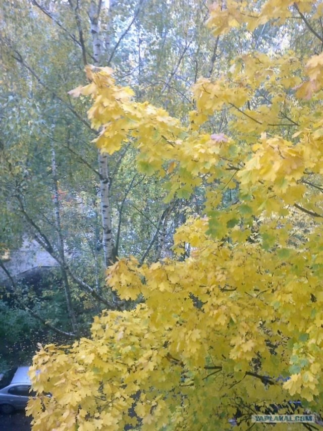 Деревенская Америка