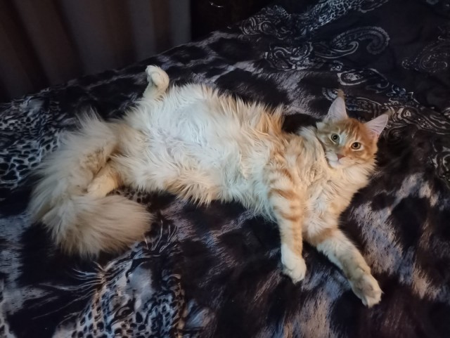 Кошка