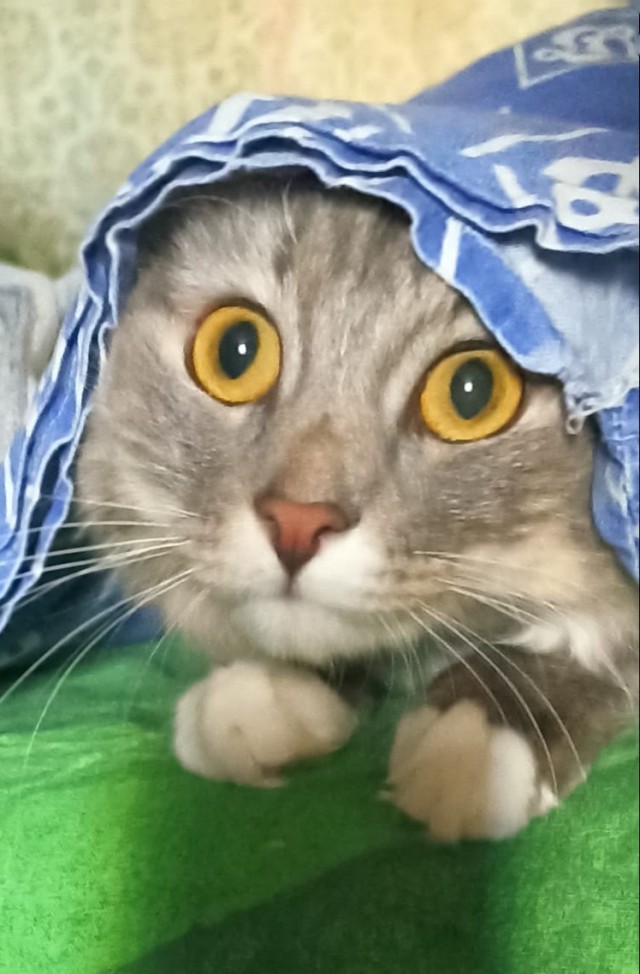 Вторник, ваши коты и кошки в студию