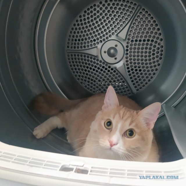 Котодракула