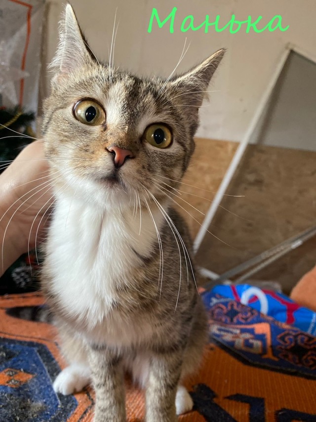 Жизнь домашнего приюта "Котоленд" 372
