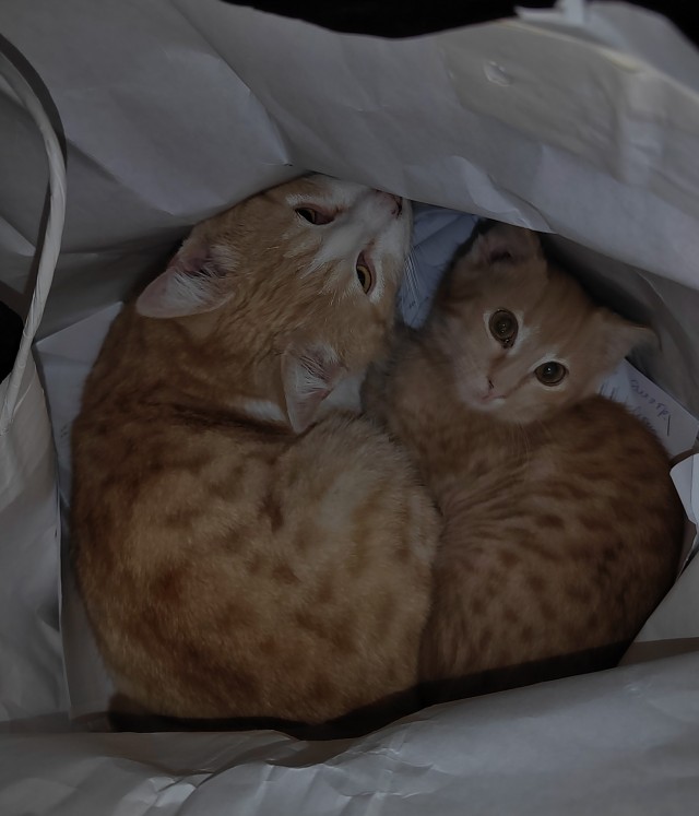 Коты белые, 12 литров