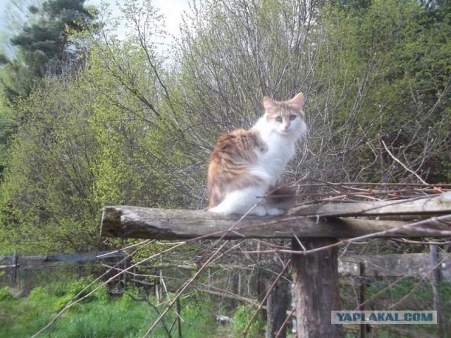 Жизнь домашнего приюта для котеек 444