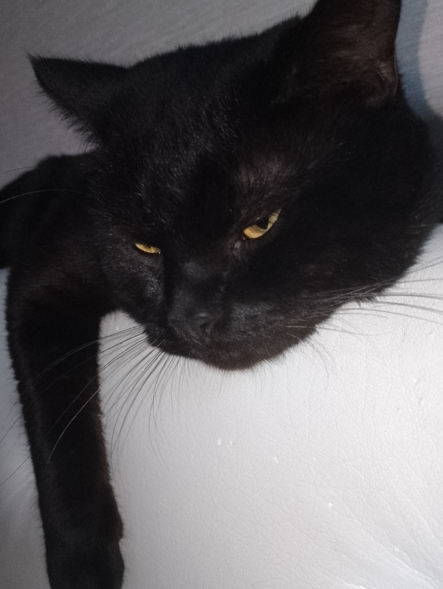 Котя моя. Ну и пусть собакочетверг!