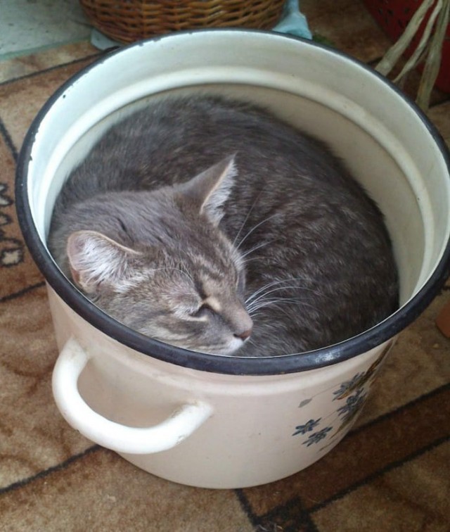 Котовторник. Моему мультяшке 1 год
