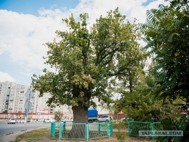В Орле раскололся дуб, посаженный в честь отмены крепостного права