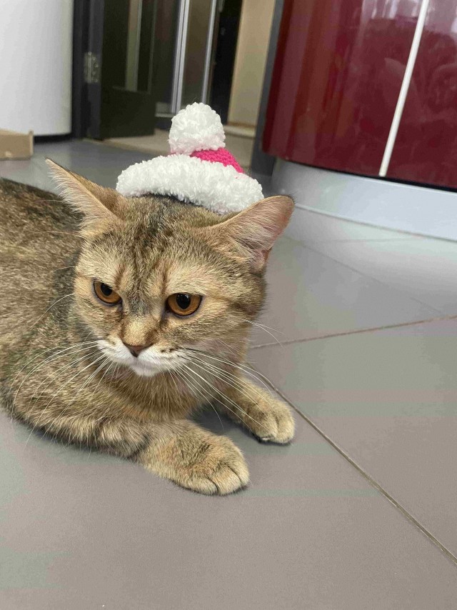 К - Котовторник ☺ Пополнение