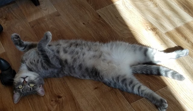 Позы для сна у кошек - что они означают?