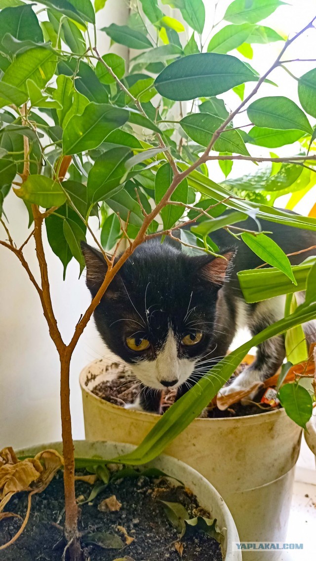 Кошка Вася.