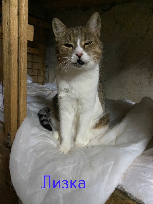 Жизнь домашнего приюта "Котоленд" 418