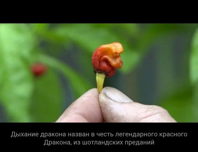 Хабанерики