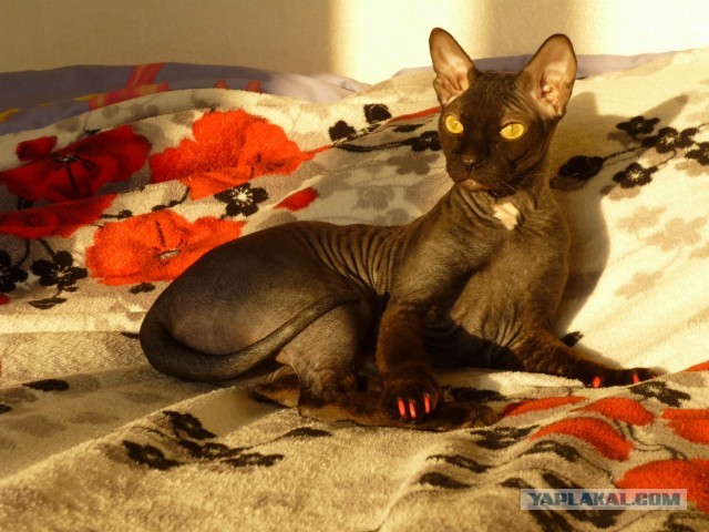 Котовторник 30.04.2013