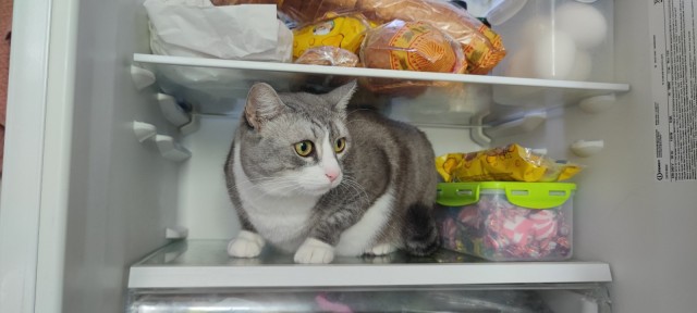 Толстые коты