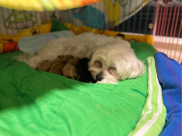 Новогодний подарок