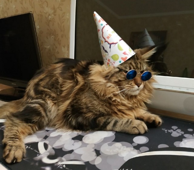 Всем кота за мой счёт. Я настаиваю